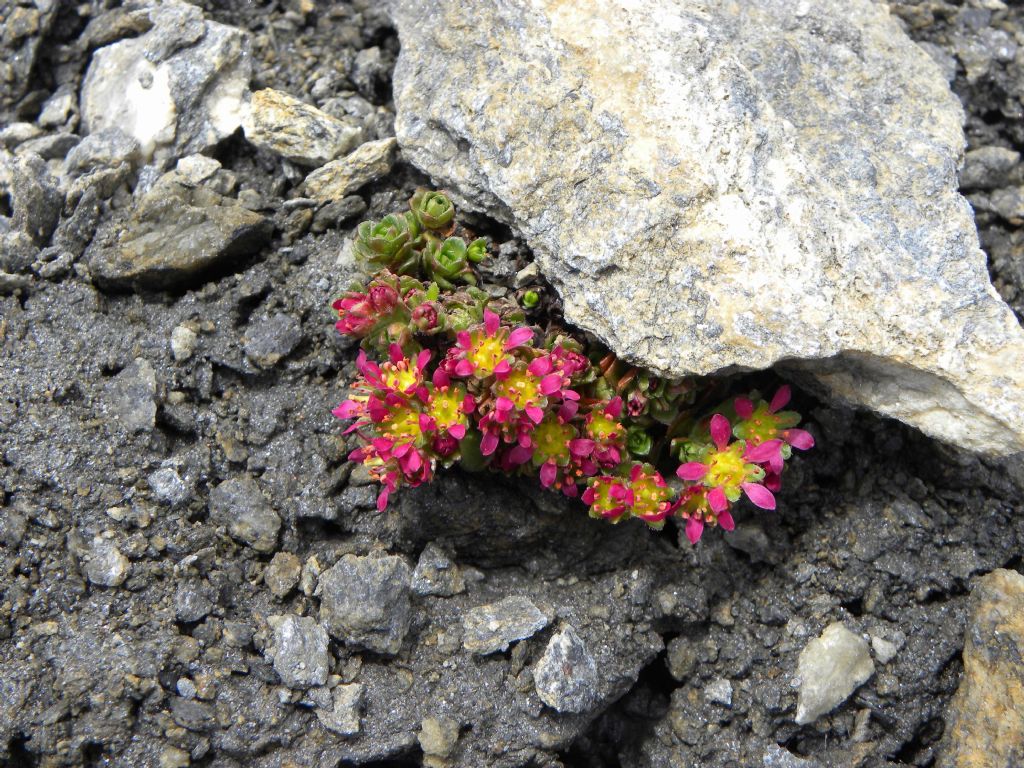 Saxifraga biflora / Sassifraga biflora